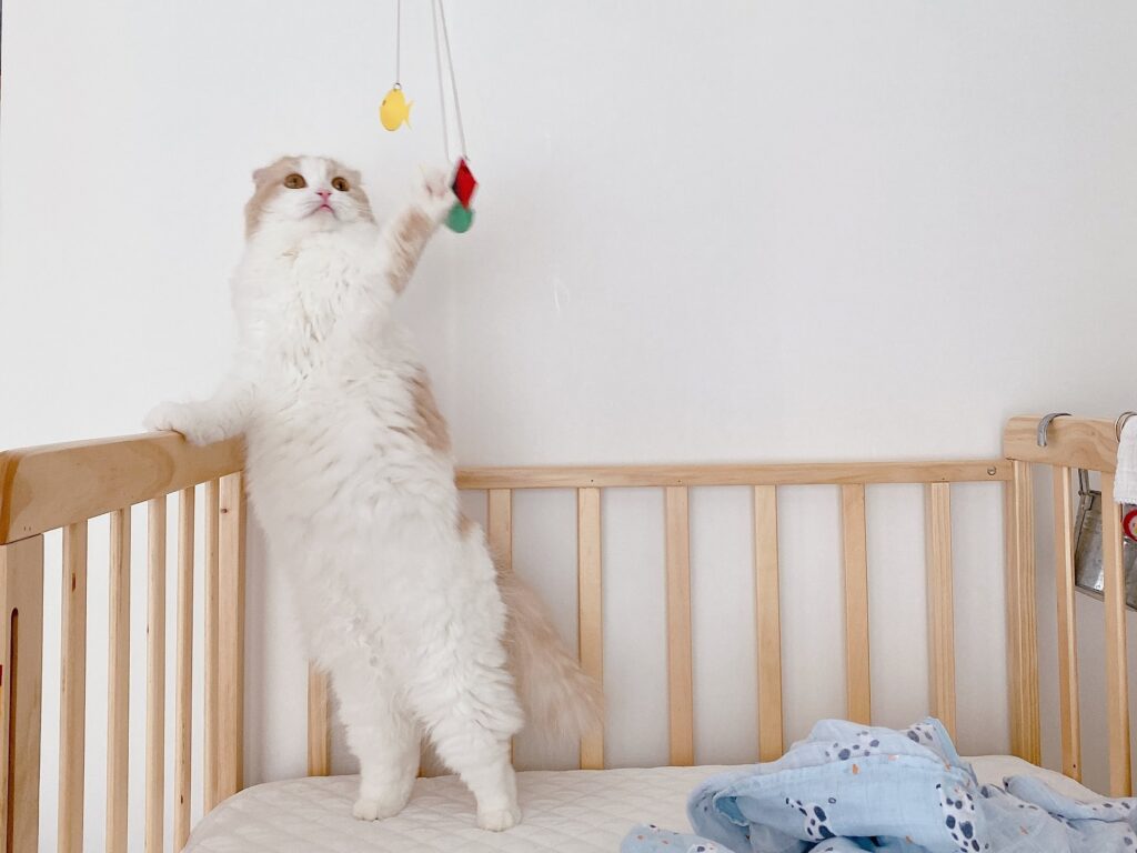 赤ちゃん用のおもちゃで遊ぶ猫